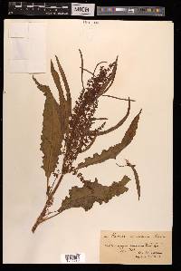 Rumex longifolius image