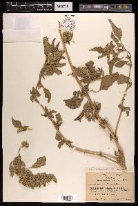 Amaranthus retroflexus image