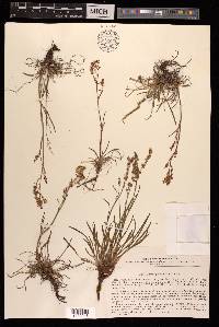 Rumex graminifolius image