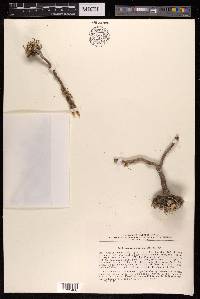 Anabasis truncata image
