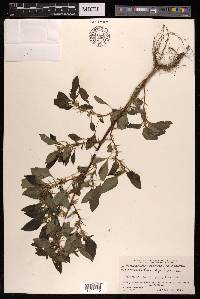 Amaranthus spinosus image