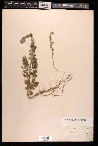 Aerva lanata image