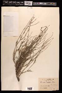 Rumex hastatus image