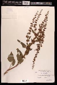 Rumex obtusifolius image