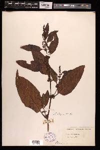 Rumex sanguineus image