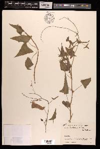 Rumex hastatus image
