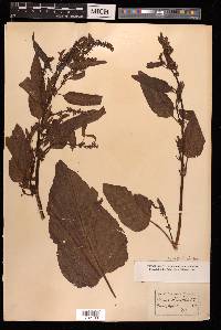 Rumex obtusifolius image