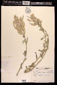 Aerva persica image