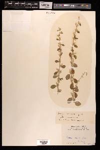 Aerva lanata image