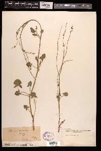 Rumex scutatus image