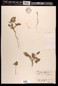 Rumex vesicarius image