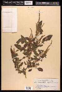 Amaranthus spinosus image