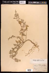 Atriplex prostrata image