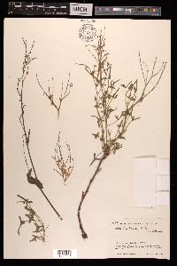 Rumex hastatus image