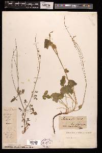 Rumex scutatus image