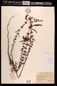 Rumex dentatus image