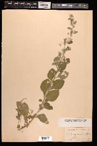 Aerva scandens image