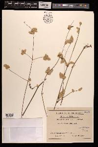 Aerva scandens image