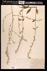 Aerva scandens image