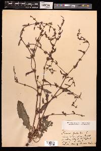 Rumex pulcher image