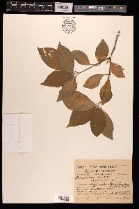 Achyranthes aspera image