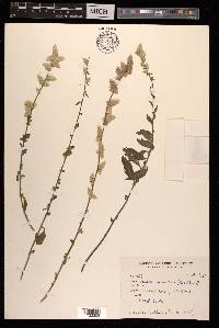 Aerva scandens image