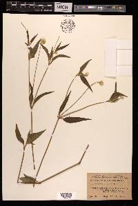 Alternanthera sessilis image