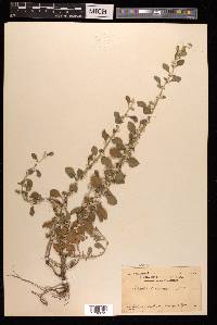 Aerva lanata image