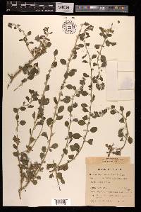 Aerva lanata image