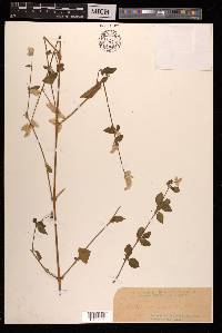 Aerva scandens image