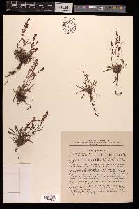 Rumex graminifolius image