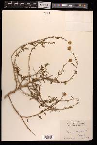Allmania nodiflora image