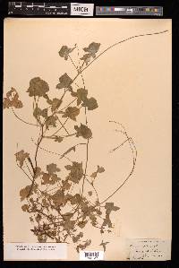 Rumex scutatus image