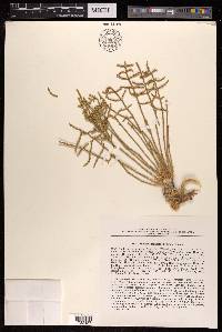 Anabasis truncata image