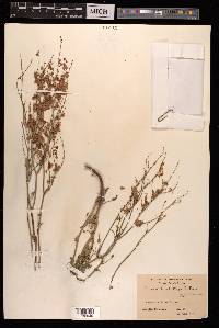 Rumex hastatus image