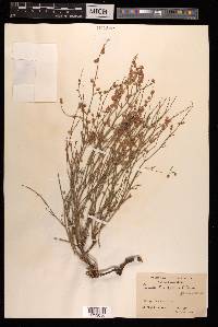 Rumex hastatus image