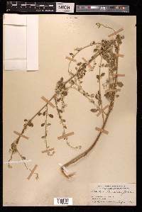 Aerva lanata image