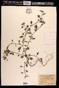 Allmania nodiflora image