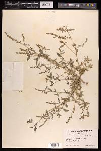 Atriplex crassifolia image