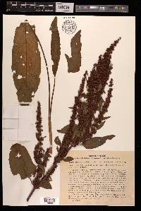 Rumex obtusifolius image