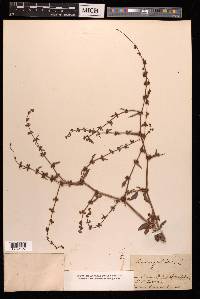 Rumex pulcher image