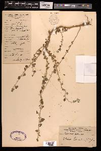 Aerva lanata image