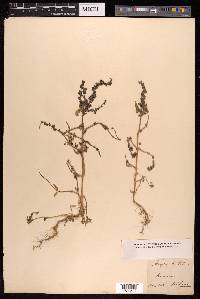 Atriplex prostrata image