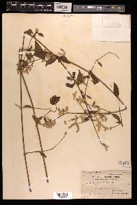 Aerva scandens image
