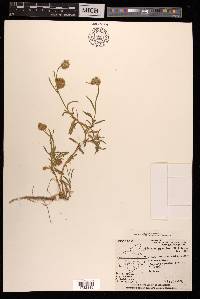Allmania nodiflora image