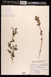 Acroglochin persicarioides image
