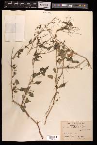 Rumex hastatus image