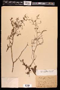 Rumex sagittatus image