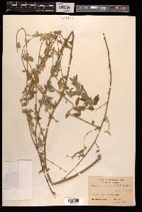Aerva scandens image