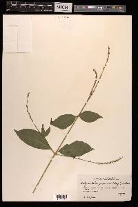 Achyranthes japonica image